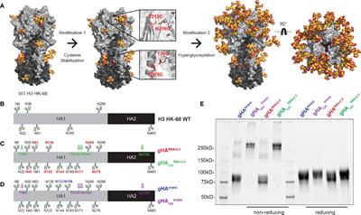 Altering the Immunogenicity of Hemagglutinin Immunogens by Hyperglycosylation and Disulfide Stabilization